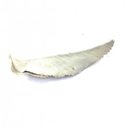 Sauge Blanche Salvia Apiana Purification Naturelle