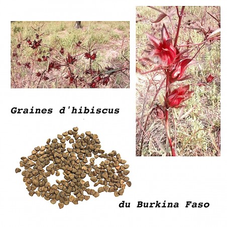 Semillas Hibiscus Bissap Burkina Karkadét
